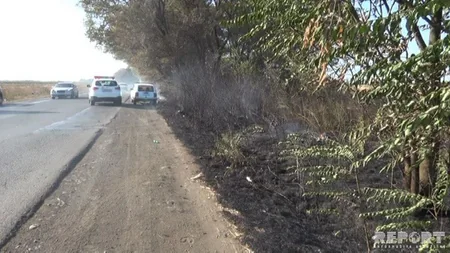 Cəlilabadda yol kənarındakı ağaclar yanıb - FOTO