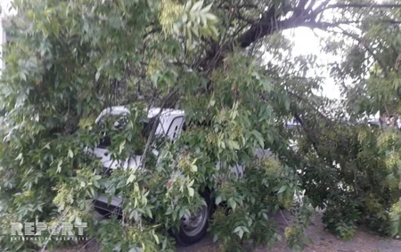 Güclü külək Şimal bölgəsində dağıntılar törədib - FOTO