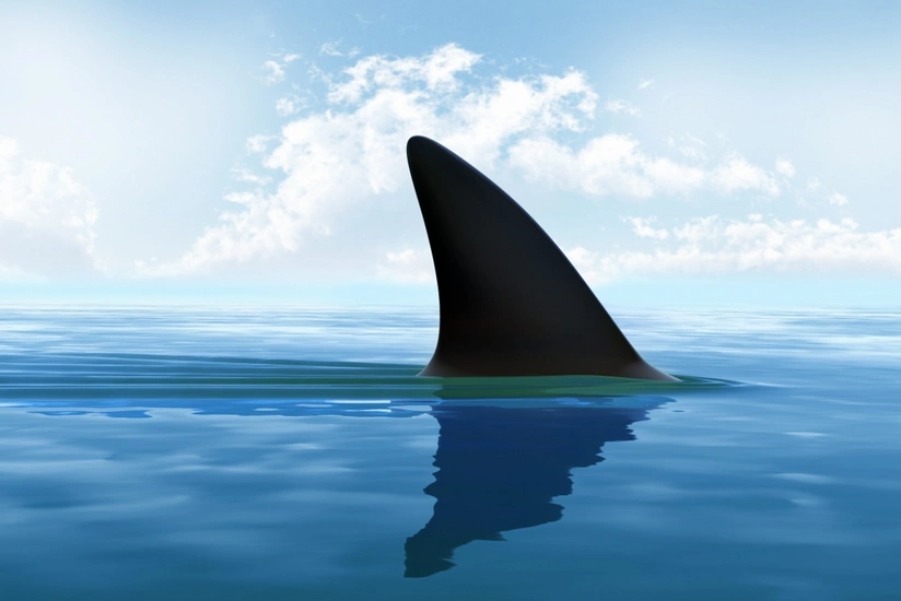 Kuba sahillərində gənc oğlanı köpək balığı parçalayıb