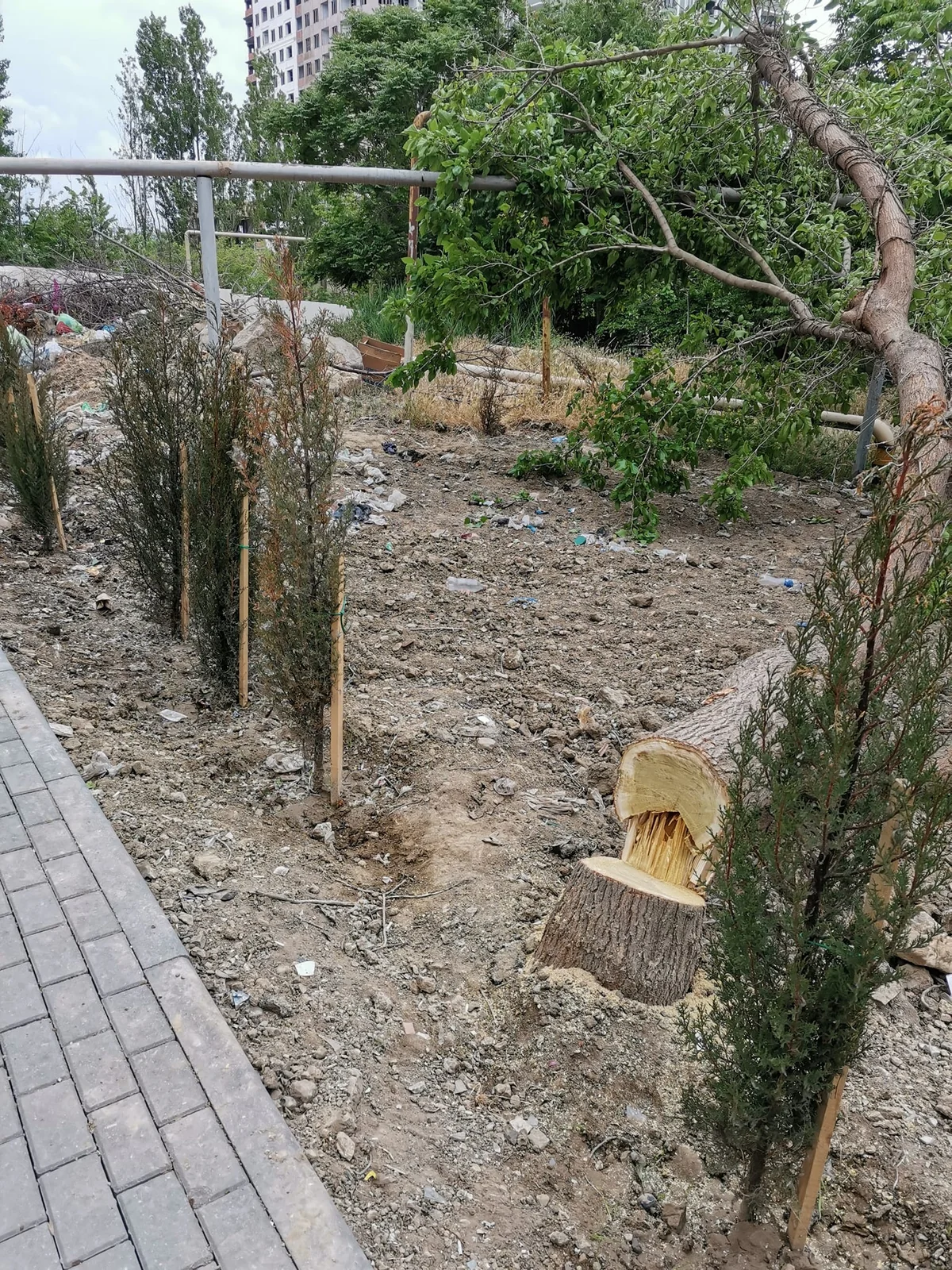 Bakıda ağaclar qanunsuz kəsilib, araşdırma aparılır