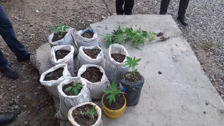 В Саатлы задержан культиватор наркотиков