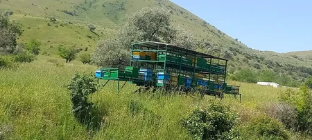Fermerlərinin işğaldan azad edilmiş ərazilərdəki yaylaqlara köçürülməsi təmin olunub 