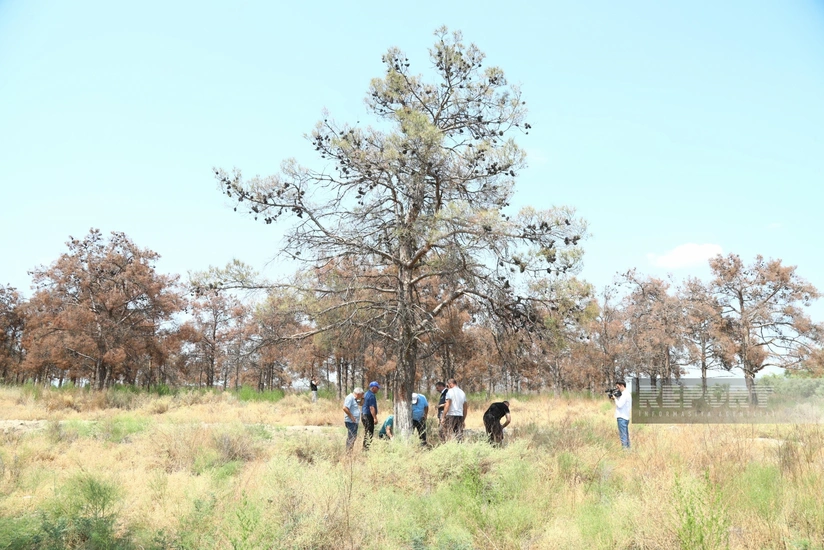 Xidmət rəsmisi: Şam ağacları iqlim dəyişikliyi amillərinə qarşı həssasdır