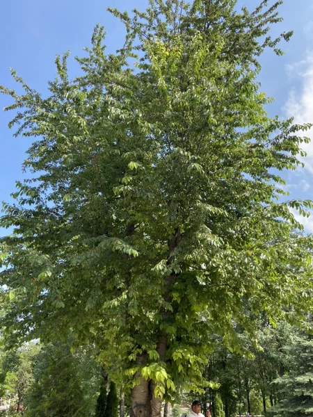 Посол Турции в Азербайджане побывал в Шуше