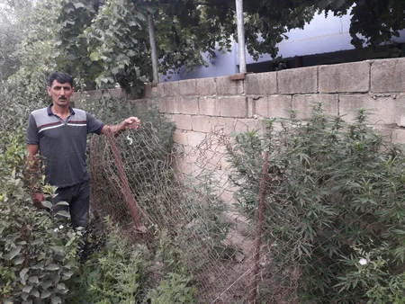 Neftçalada çətənə bitkisi yetişdirən şəxs saxlanıldı