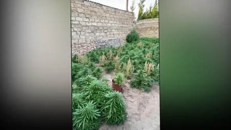 Bakıda narkotik bitkilər əkib-becərən şəxs saxlanıldı - VİDEO