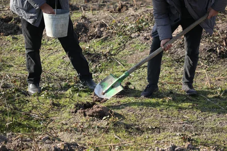 Qəbələnin yanğına məruz qalmış meşə sahəsinə ağac toxumları səpilib