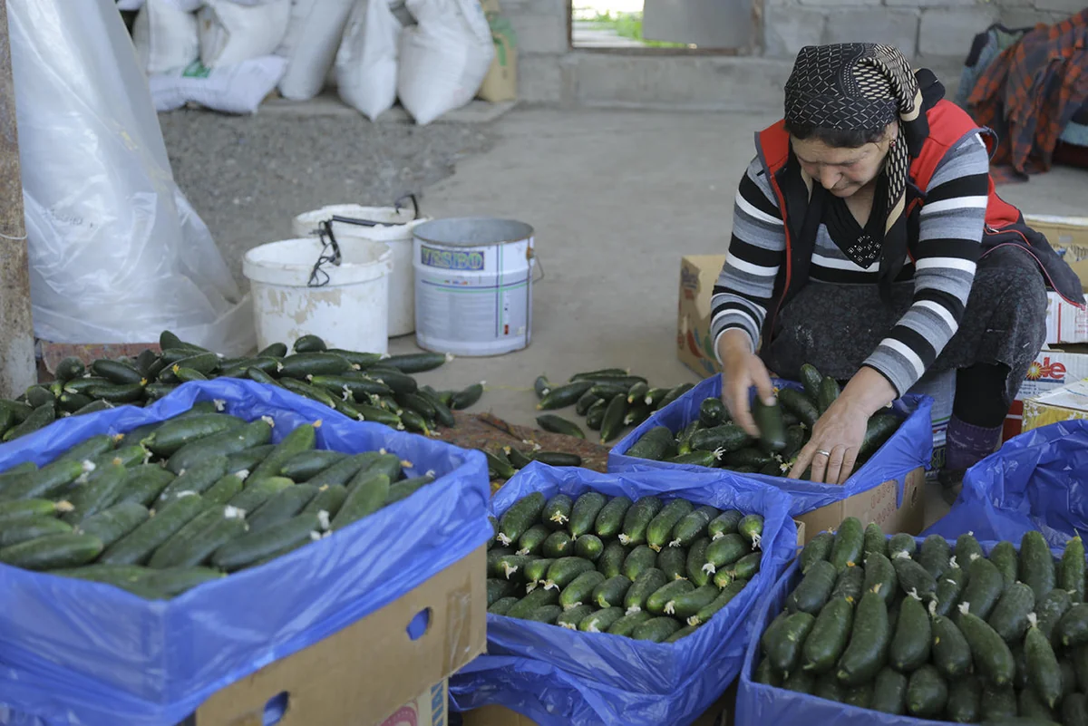 Marneulinin 10 kəndindən 200 ton kənd təsərrüfatı məhsulu alınıb