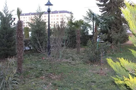 Heydər Əliyevin 100 illik yubileyi ilə bağlı Sabirabadda ağacəkmə aksiyası keçirilir
