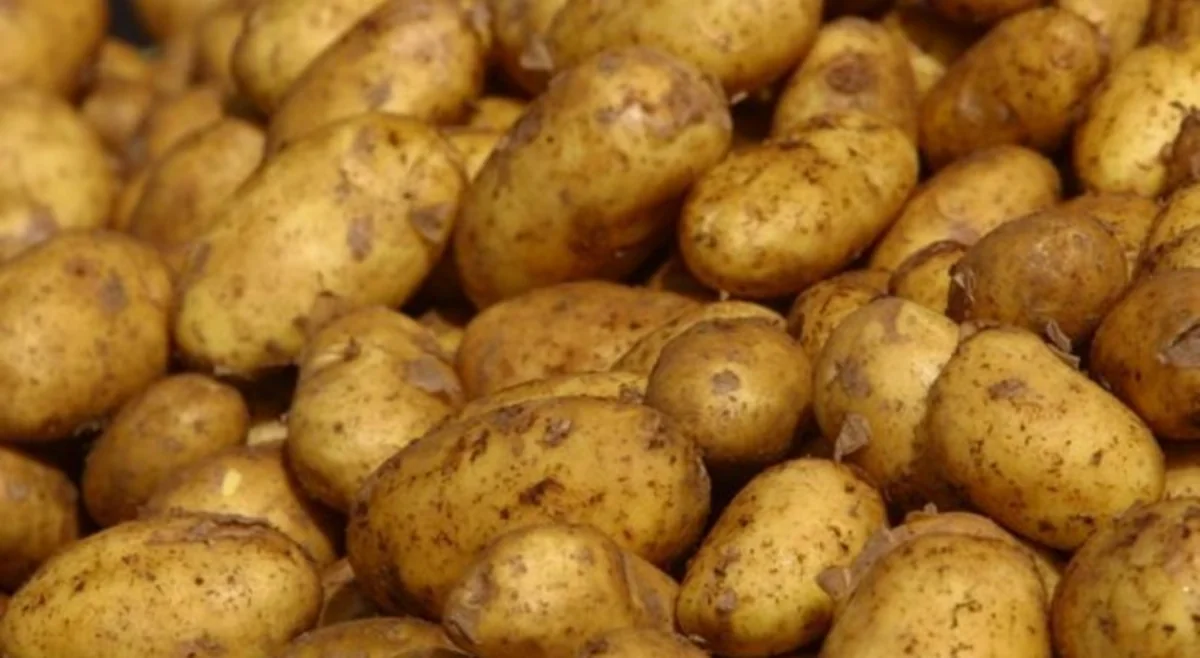 Азербайджан увеличил экспорт картофеля в Россию