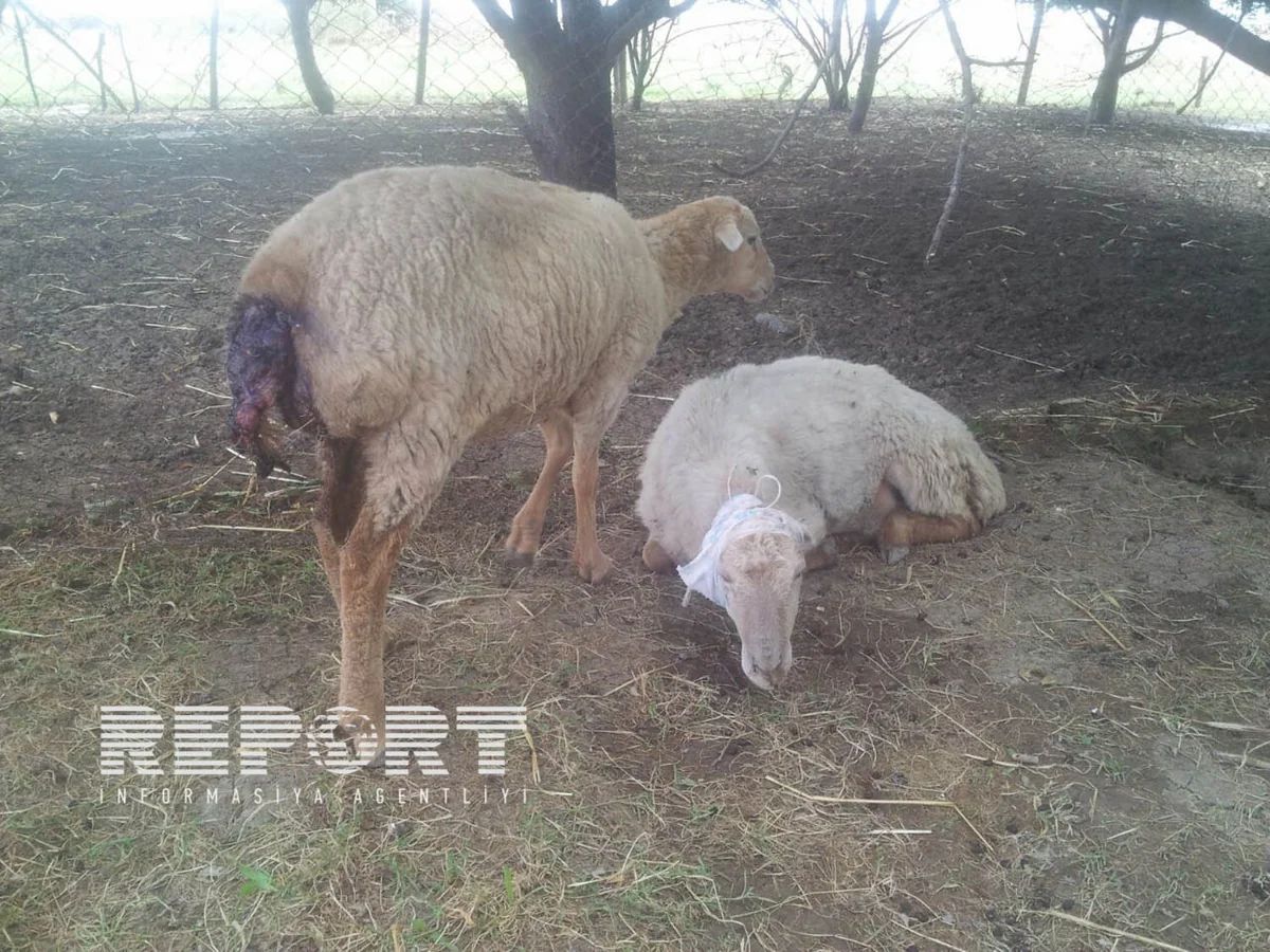 ​Tərtərdə canavarlar qoyun sürüsünə hücum edib