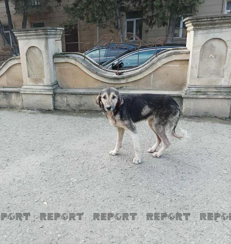 Xaçmazda 350 nəfərə yaxın şəxs sahibsiz itlərin hücumuna məruz qalıb