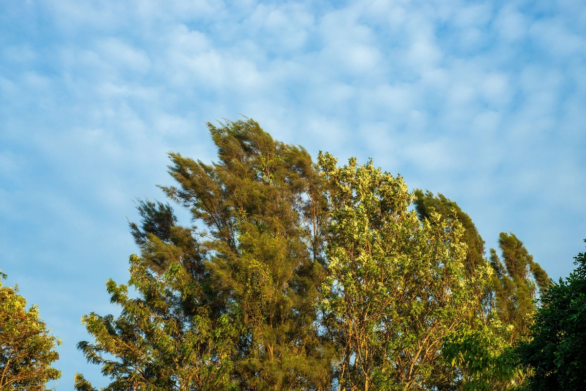 Bakıda və rayonlarda külək güclənəcək