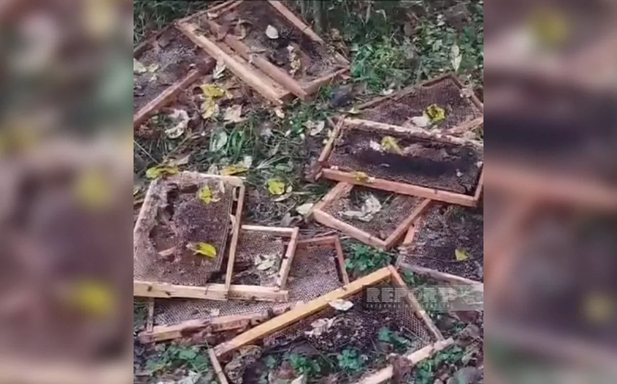 Zaqatalada ayılar arı yeşiklərinə hücum edib, pətəklərdə olan balı yeyiblər