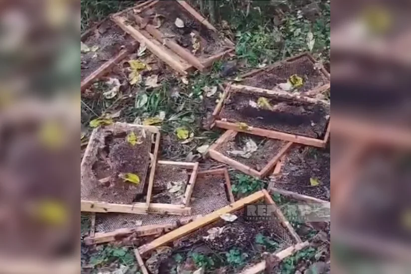 Zaqatalada ayılar arı yeşiklərinə hücum edib, pətəklərdə olan balı yeyiblər