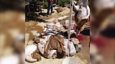 Bakıda həyətində qanunsuz ət kəsimi ilə məşğul olan şəxs saxlanılıb