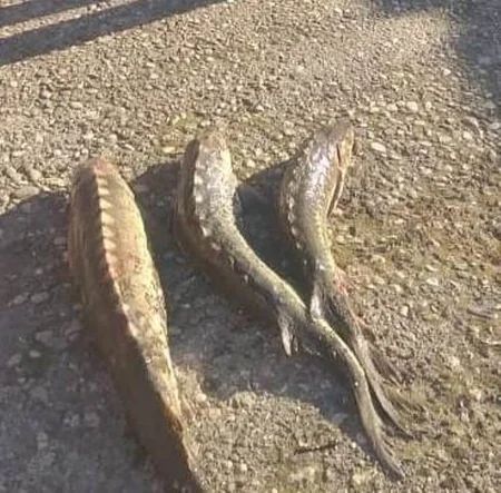 Qanunsuz balıq ovladıqlarına görə 20 nəfər saxlanılıb