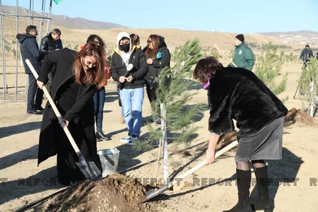 Bakıda genişmiqyaslı ağacəkmə aksiyası keçirilib