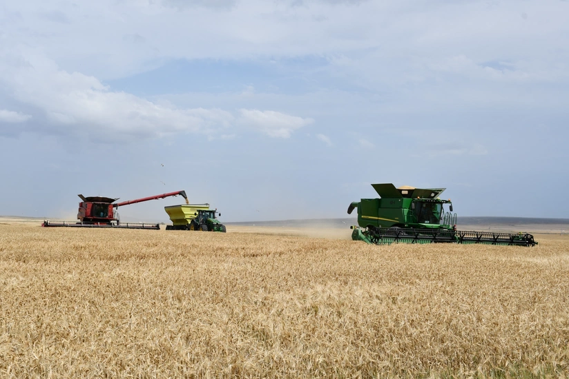 Azərbaycandakı aqroparklarda bu il 152 min tondan çox buğda istehsal edilib