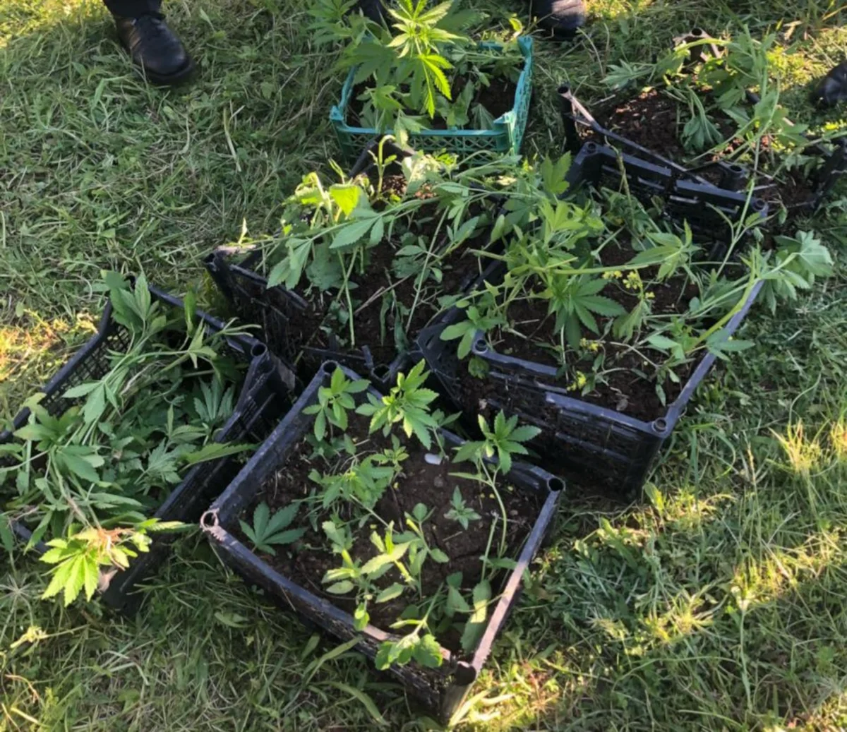 Ağcabədidə çətənə bitkisi yetişdirən şəxs saxlanılıb