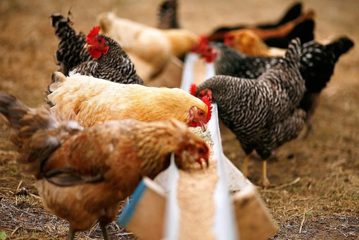 Azərbaycan Türkiyədən heyvan yeminin alışını 218 dəfə artırıb