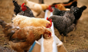Azerbaijan’s animal feed imports from Türkiye skyrocket