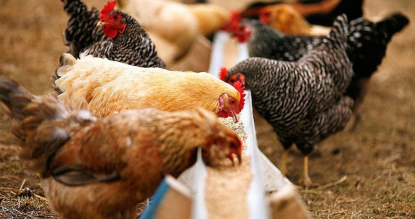 Azerbaijan’s animal feed imports from Türkiye skyrocket