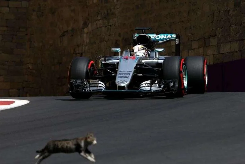 Formula 1 üzrə Sinqapur Qran Prisində trasa böyük kərtənkələ çıxıb