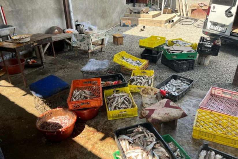 Şəmkirdə balıq emalı müəssisəsinin fəaliyyəti məhdudlaşdırılıb