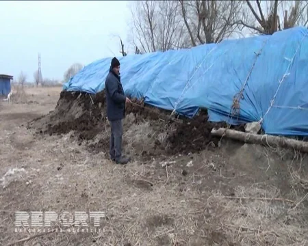 Yevlaxda canavarlar 120 baş qoyunu parçalayıblar - FOTO
