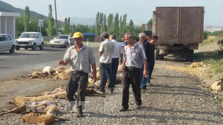 ​İsmayıllıda yük avtomobili 70 baş qoyunu vurub - FOTO