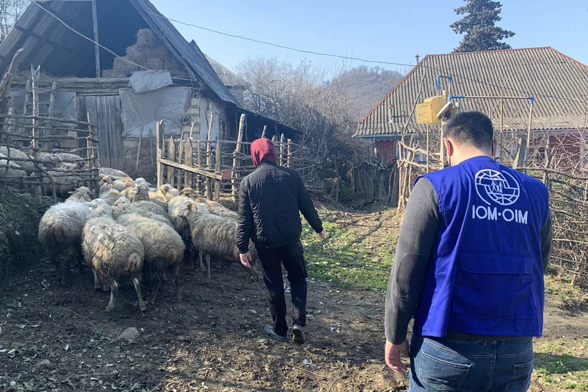 Almaniyadan Azərbaycana könüllü qayıdan ailəyə 21 baş qoyun verilib