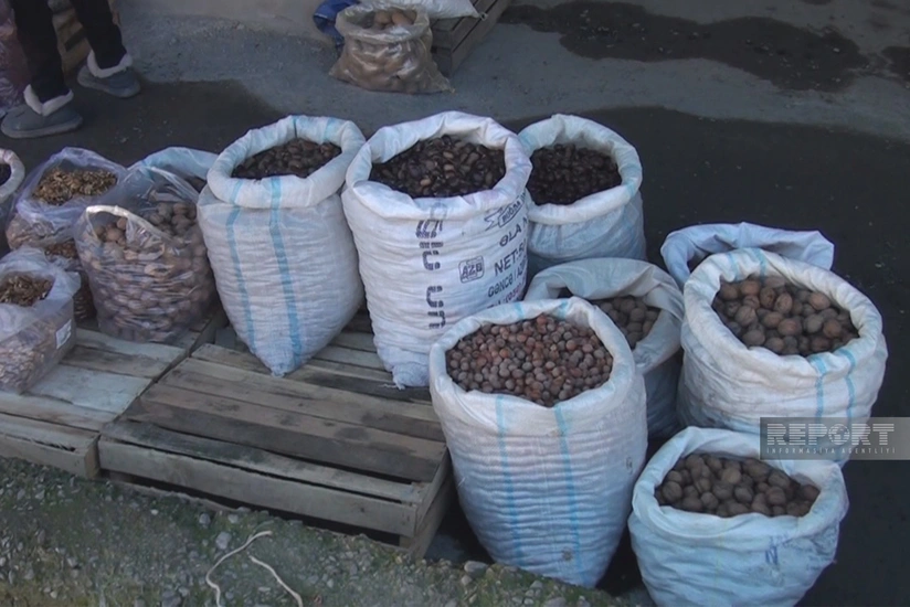 Oğuzda şabalıdın məhsuldarlığı aşağı düşüb, qiymətlər xeyli artıb