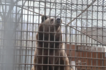 Altıağacda qonur ayılar peyvəndlənib