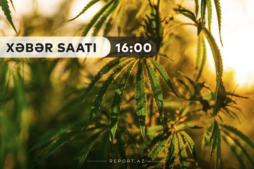 “Xəbər Saatı”: Pomidor əvəzinə 1 tona yaxın çətənə kolu becərildi