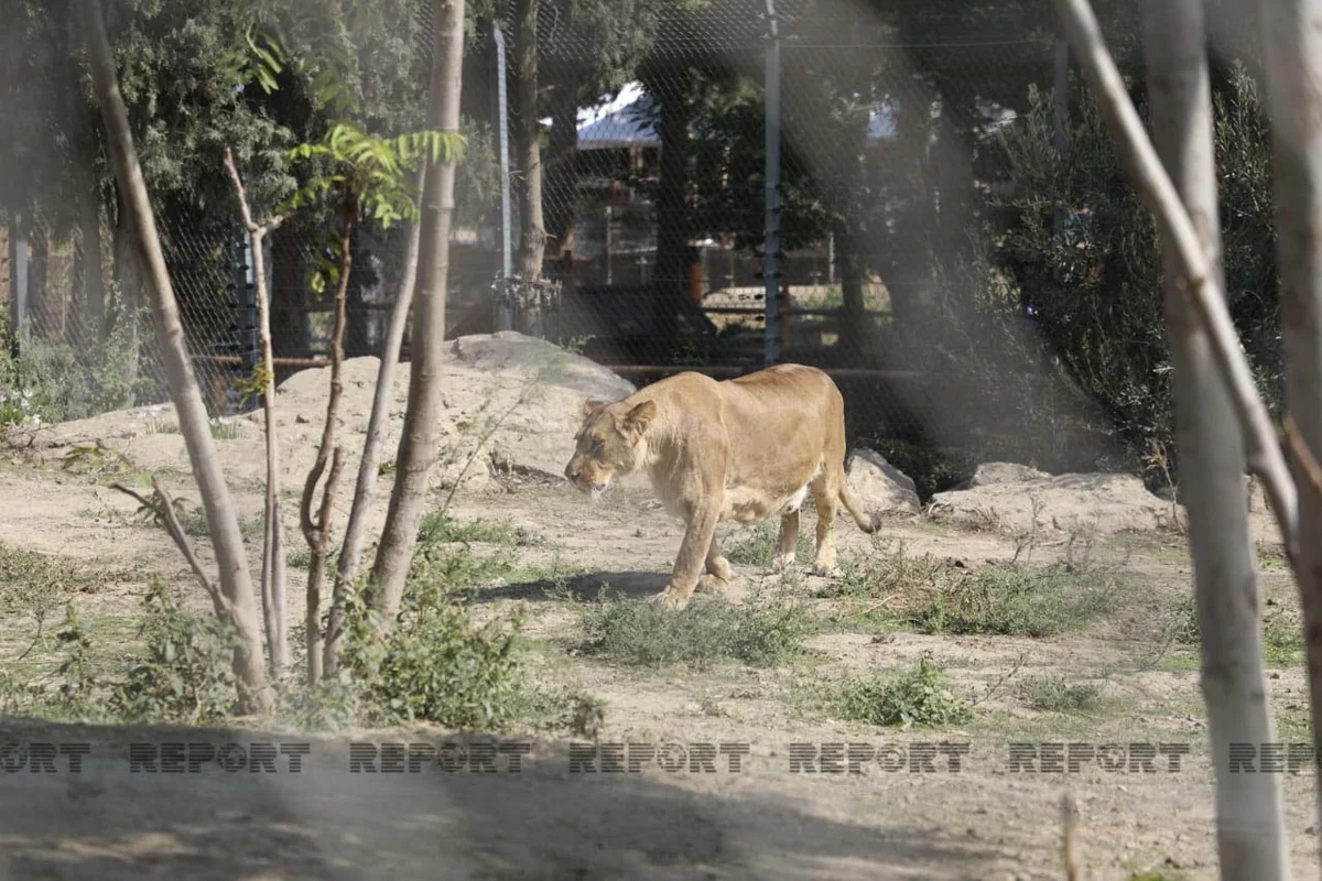 Baku Zoo open to visitors