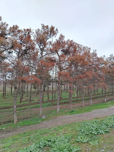 Yevlaxda zərərvericilər çox sayda Eldar Şamını qurudub, kəsilməsinə qərar verilib