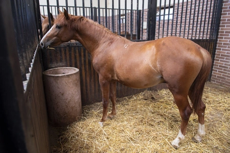 Dünyanın ən gözəl və üstün Qarabağ atları - REPORTAJ