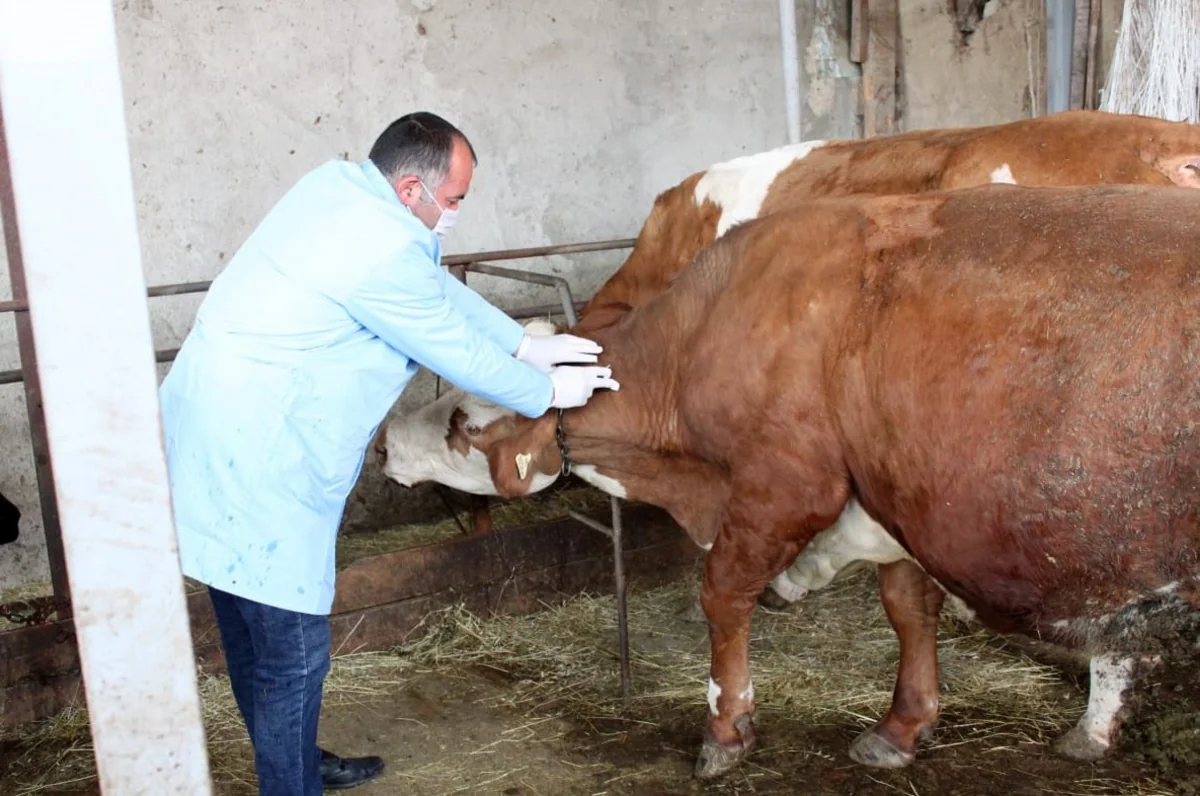 Şabranda heyvanlar arasında profilaktik tədbirlər davam etdirilir