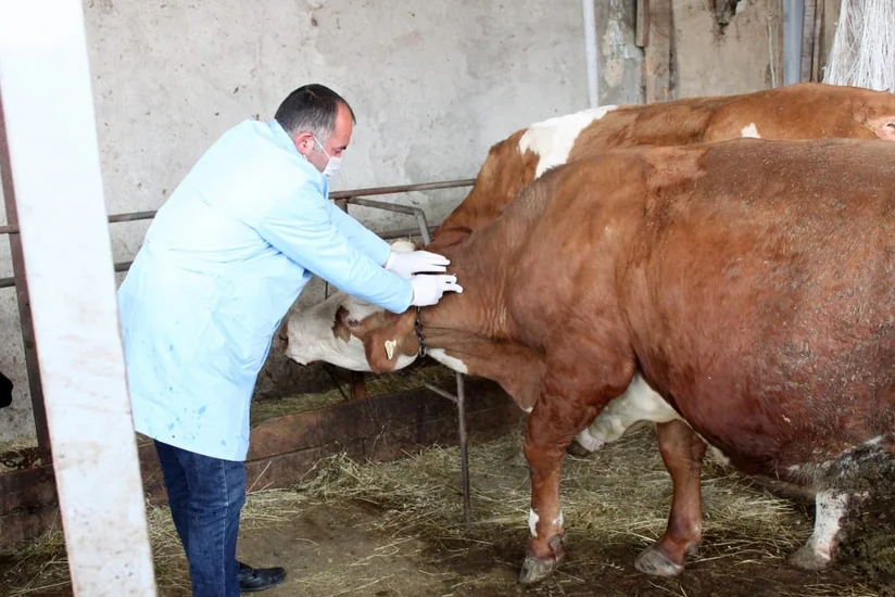 Şabranda heyvanlar arasında profilaktik tədbirlər davam etdirilir