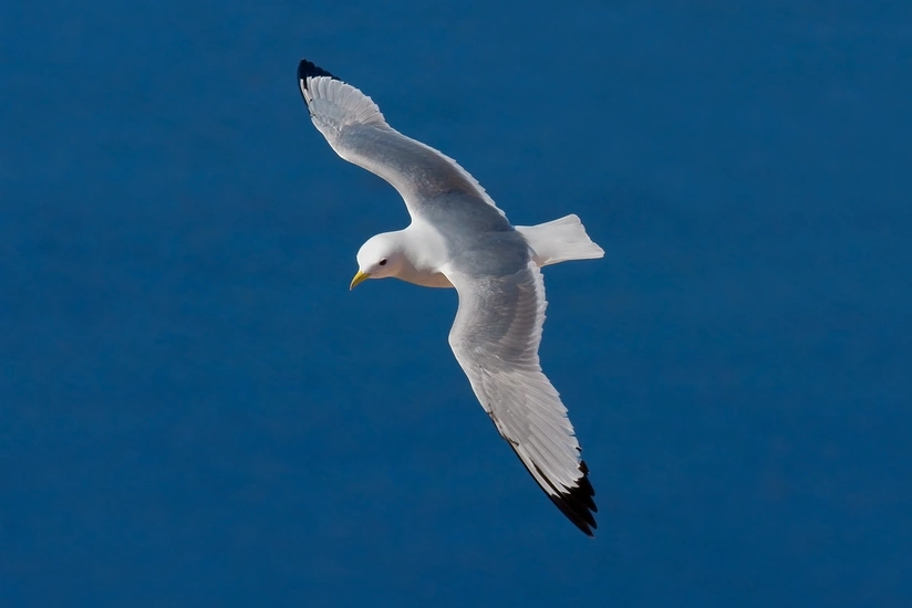 В Нахчыване обнаружен новый вид птиц