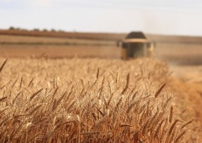 В Азербайджане аграрный сектор вырос более чем на 2%