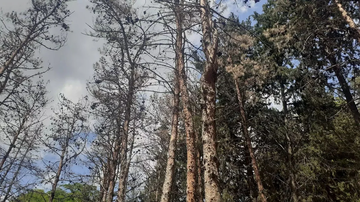 Bakıda bir neçə ərazidə ağaclar kütləvi quruyur