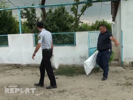 ​Neftçalada polis əməliyyat keçirib, külli miqdarda çətənə kolu aşkarlanıb - FOTO