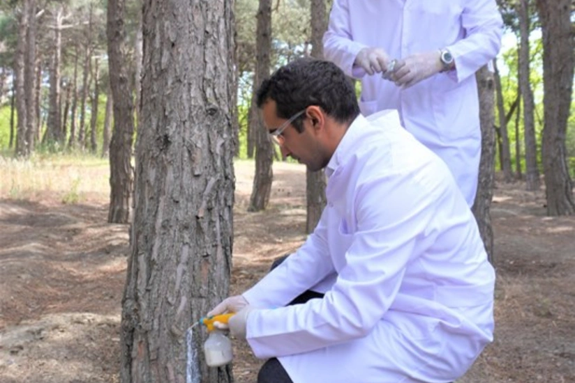 Bakıda 3 000 xəstə şam ağacı kəsilərək utilizasiya edilib