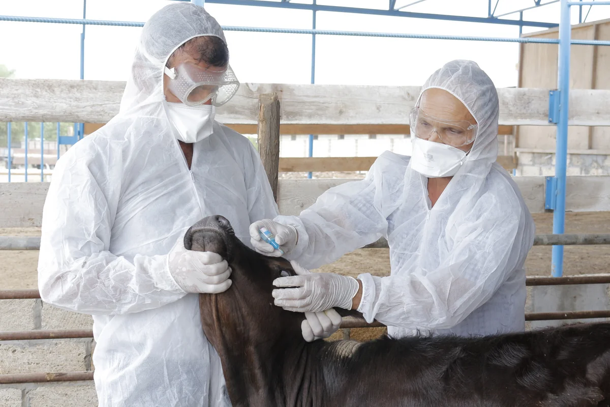 Azərbaycanda baytarlıq xidmətləri necə təkmilləşdiriləcək?