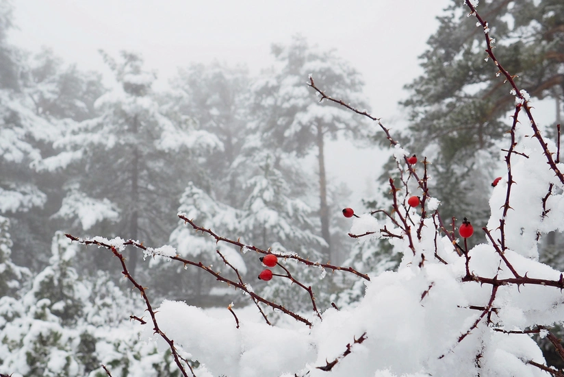 Forecasts Bureau: Unstable weather conditions will last until January 11