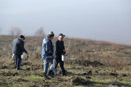 Qəbələnin yanğına məruz qalmış meşə sahəsinə ağac toxumları səpilib