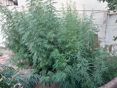 Gəncədə narkotik bitkilər becərməkdə şübhəli bilinən şəxs saxlanılıb