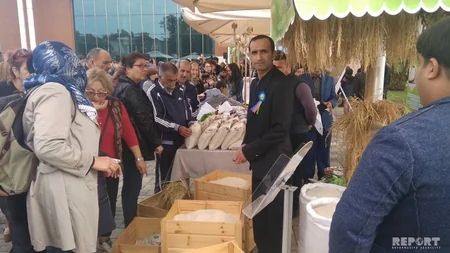 Lənkəranda II Çay, Çəltik və Sitrus Festivalı başlayıb